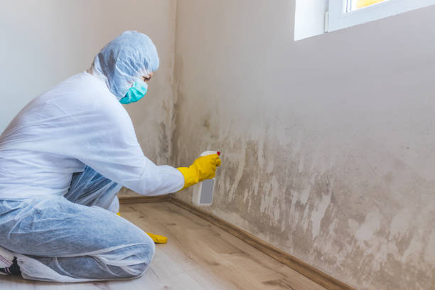 Licensed Mold Removal service in Robbinsville, NJ - WQB Mold Removal
